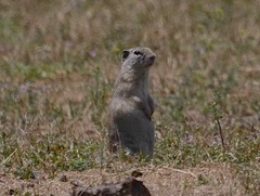 Urocitellus beldingi