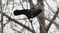 Corvus corax