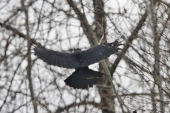 Corvus corax