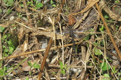 Phanogomphus spicatus