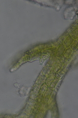 Cephaloziella spinigera