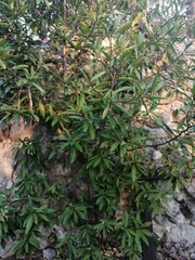 Quadrella indica