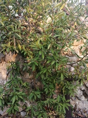 Quadrella indica