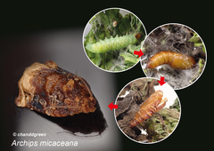 Archips micaceana
