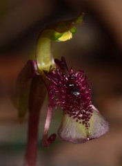 Chiloglottis curviclavia