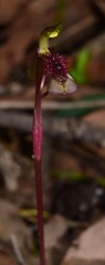Chiloglottis curviclavia