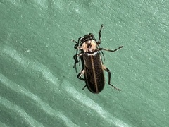 Podabrus basillaris