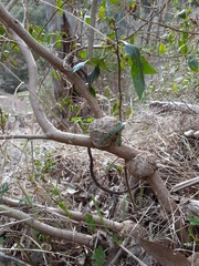 Aenetus blackburnii