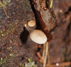 Mycena carmeliana