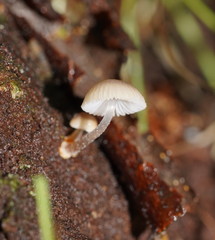 Mycena carmeliana