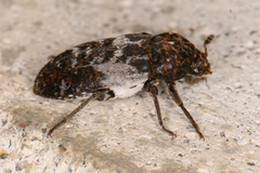 Dermestes marmoratus