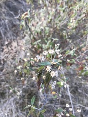 Olearia canescens