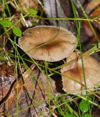 Trogia straminea