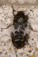 Dermestes marmoratus