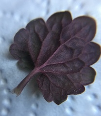 Glechoma hederacea