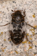 Dermestes marmoratus