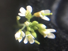 Arabidopsis thaliana