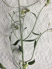 Arabidopsis thaliana