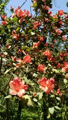Rhododendron oldhamii