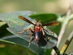 Polistes tenebricosus