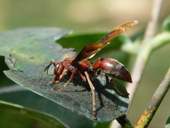 Polistes tenebricosus