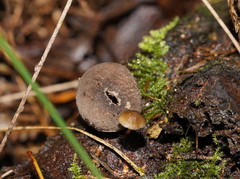 Lycoperdon subincarnatum