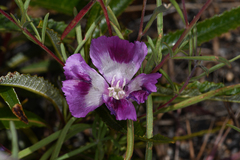 Clarkia williamsonii