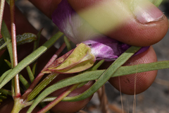 Clarkia williamsonii