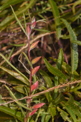 Clarkia williamsonii