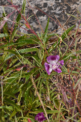 Clarkia williamsonii