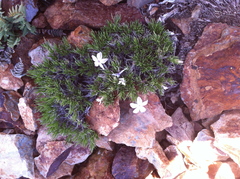 Polemoniaceae