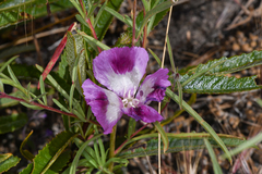 Clarkia williamsonii