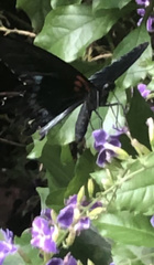 Limenitis arthemis