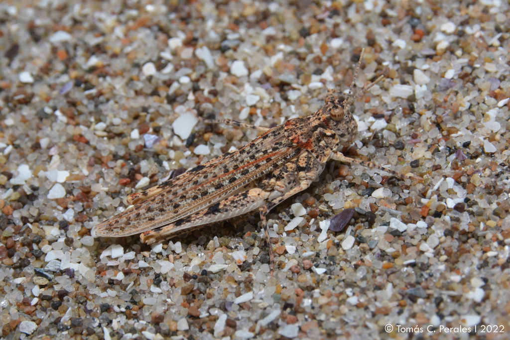 Calcitrena maculosa