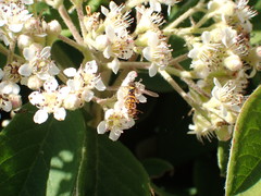 Sphaerophoria pyrrhina
