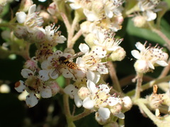 Sphaerophoria pyrrhina