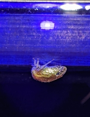 Cyrtolobus flavolatus