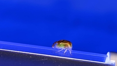 Cyrtolobus flavolatus