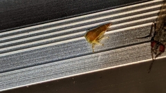 Cyrtolobus flavolatus