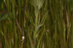 Castilleja lineariloba