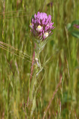 Castilleja lineariloba