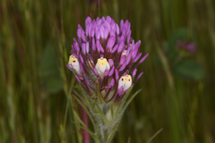 Castilleja lineariloba
