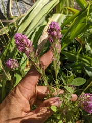 Castilleja lineariloba