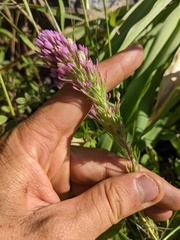 Castilleja lineariloba