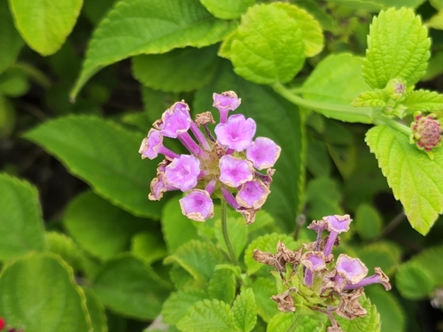 Lantana montevidensis observed 2022-05-17