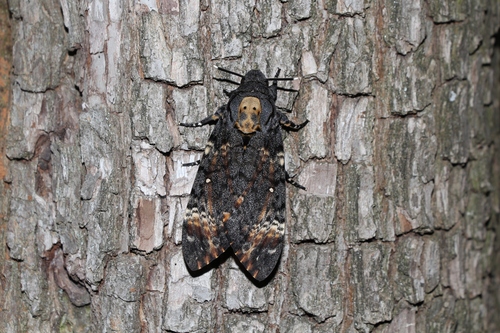 Death's Head Hawkmoth photo 2
