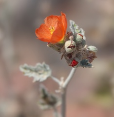 Sphaeralcea ambigua