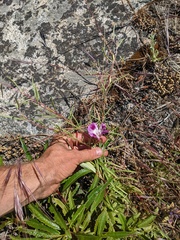 Clarkia williamsonii