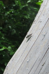 Chrysochroinae
