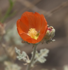 Sphaeralcea ambigua